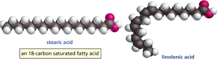 two fatty acids